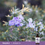 Lifestyle image of blooming rosemary flowers with a Piping Rock Rosemary Oil Pure Essential Oil bottle in the bottom right corner
