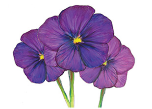PipingRock Violet Fragrance Oil
